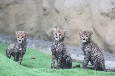 cheetah-cub2.jpg
