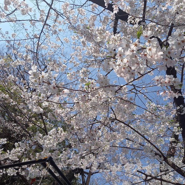 上桜.jpg