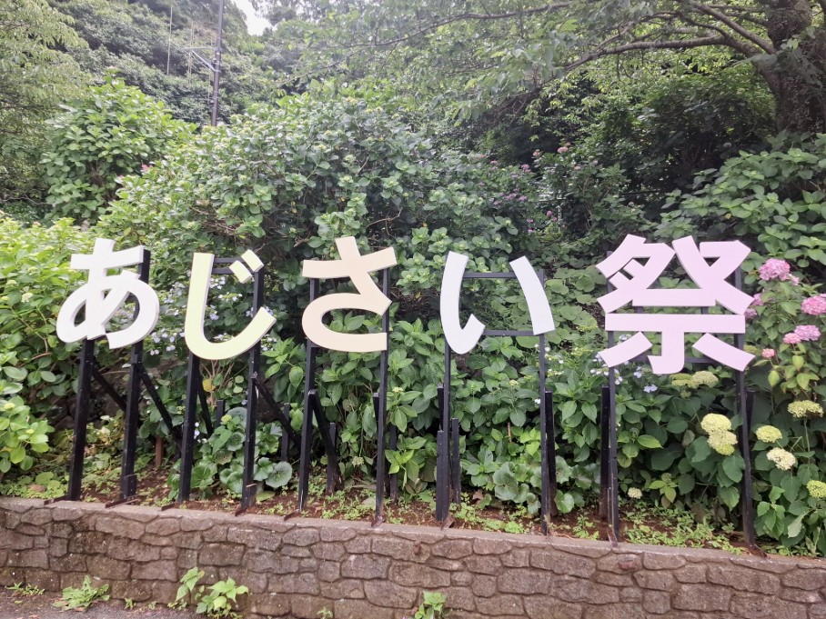6月10日 ukiukiリポート 下田温泉あじさい祭｜下田市｜VOICE CUE